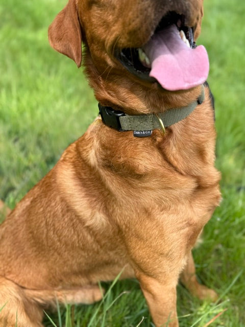Every Day Adventure Dog Collar | Solid Brass Hardware